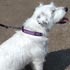 Dog Collar