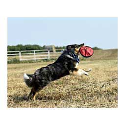 hyper pet frisbee