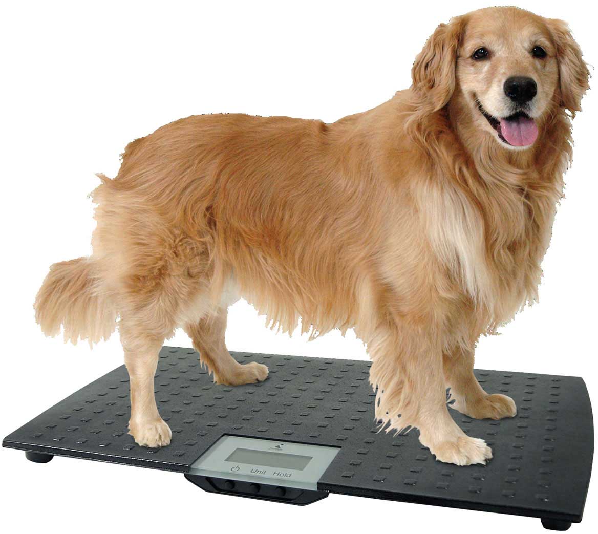 Large Pet Weight Scale