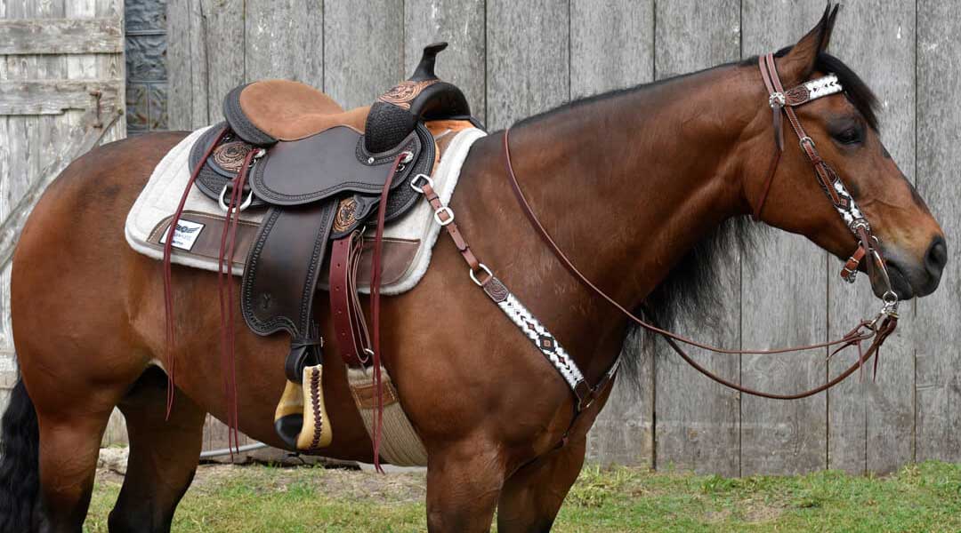 saddle horse tack
