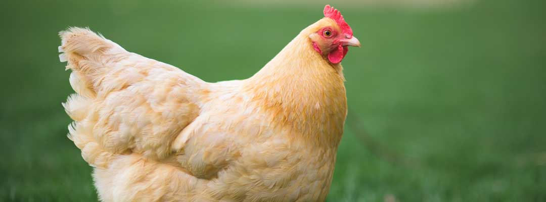 qa-how-to-prevent-bird-flu-in-chickens