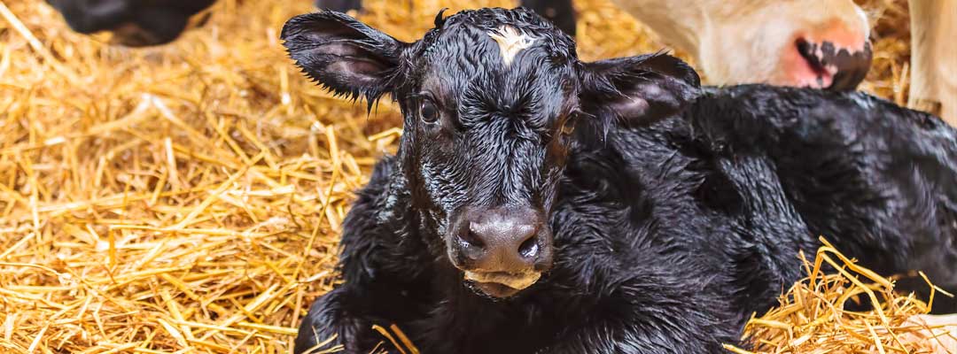 6-best-practices-on-safely-pulling-a-calf