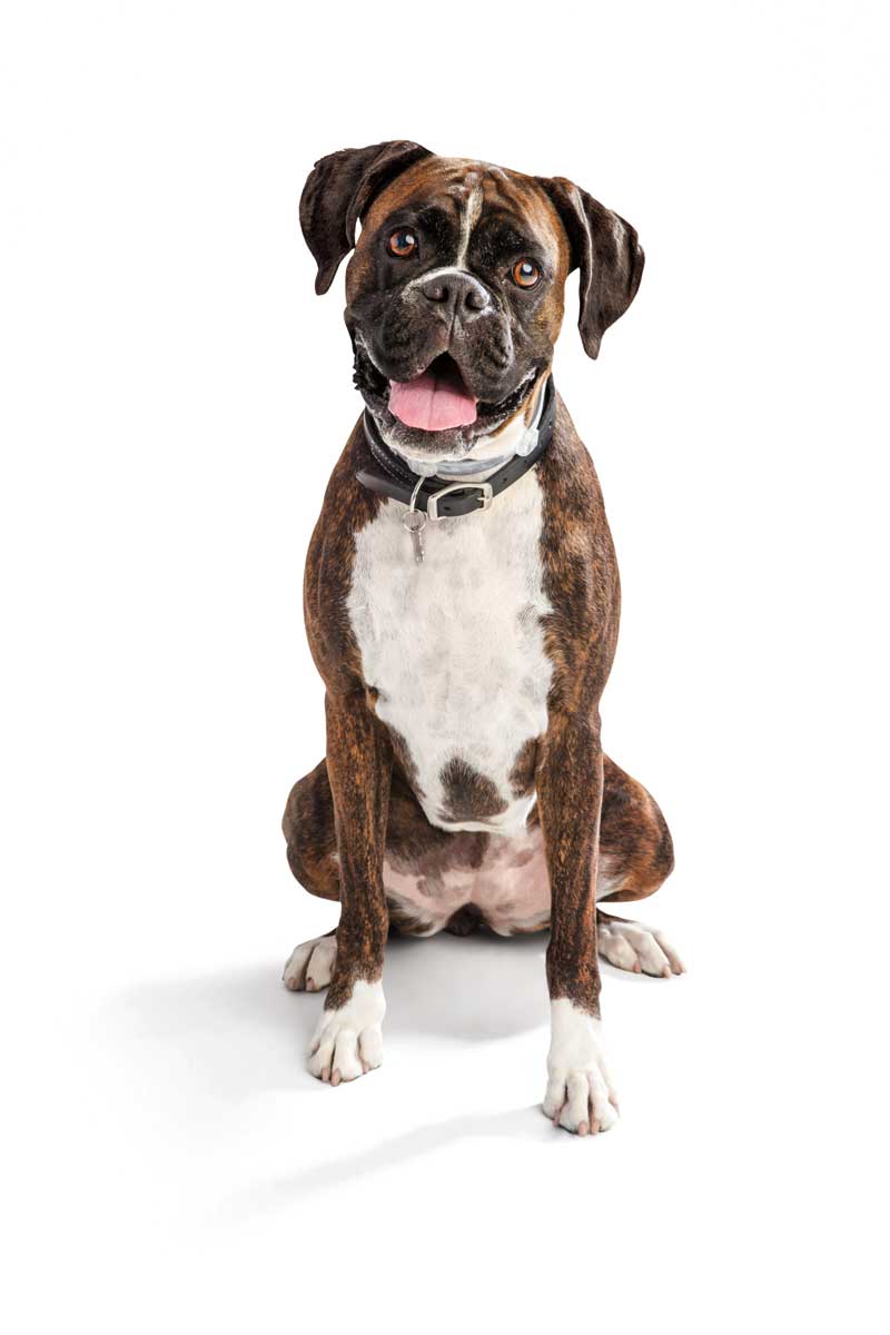 Seresto Flea and Tick Collar for Dogs Elanco Animal Health - Flea Tick ...