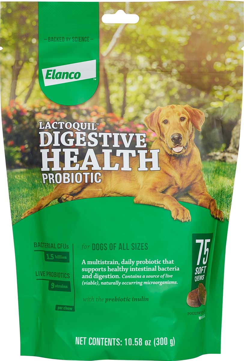 Lactoquil Digestive Health Probiotic 